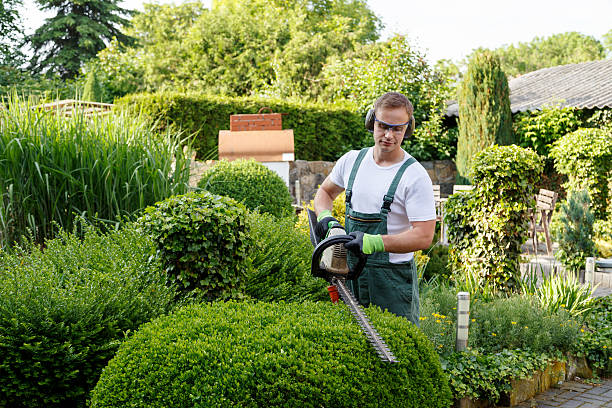 Best Tree Trimming and Pruning  in USA